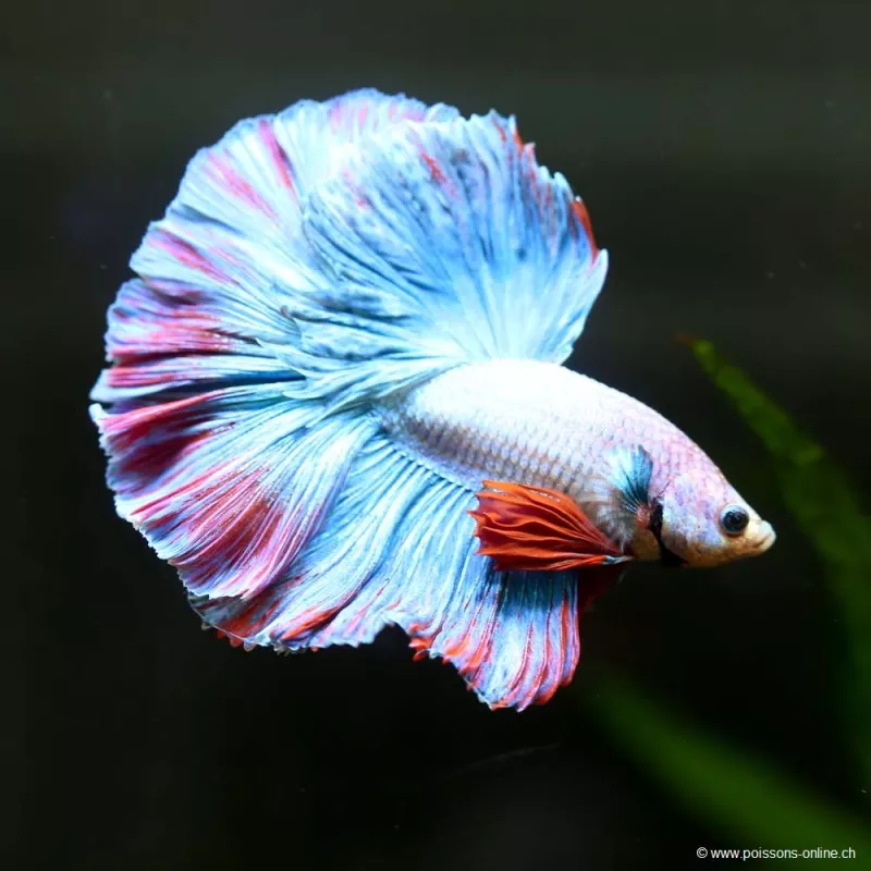 Kampffisch Mann Halfmoon Cambodian - Betta Splendens