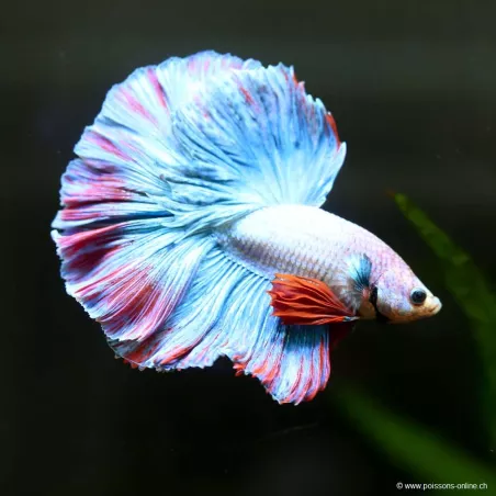Betta Mâle Halfmoon Cambodian - Betta Splendens