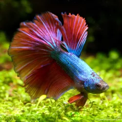 Kampffisch Mann Halfmoon Green Red Dragon - Betta Splendens
