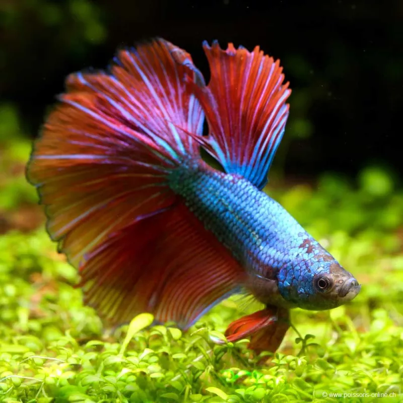 Kampffisch Mann Halfmoon Green Red Dragon - Betta Splendens