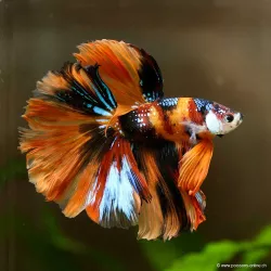 Kampffisch Mann Halfmoon Koï - Betta Splendens