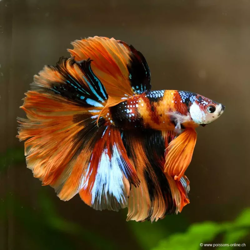 Betta Mâle Halfmoon Koï - Betta Splendens