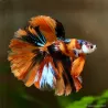 Kampffisch Mann Halfmoon Koï - Betta Splendens
