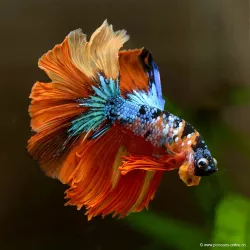 Kampffisch Mann Halfmoon Koï - Betta Splendens