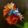 Kampffisch Mann Halfmoon Koï - Betta Splendens