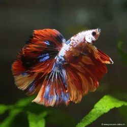 Kampffisch Mann Halfmoon Koï - Betta Splendens
