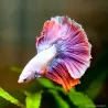 Kampffisch Mann Halfmoon Lavender - Betta Splendens