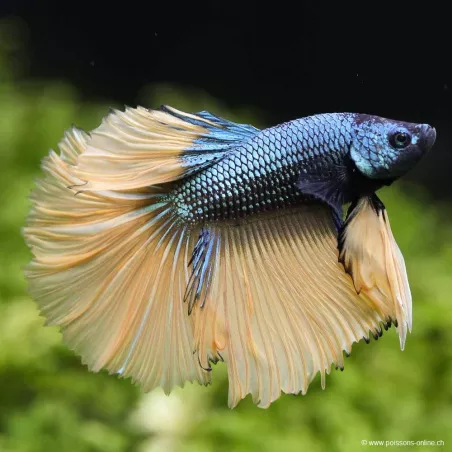 Kampffisch Mann Halfmoon Senf - Betta Splendens