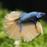 Kampffisch Mann Halfmoon Senf - Betta Splendens