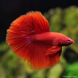 Kampffisch Mann Halfmoon Red - Betta Splendens