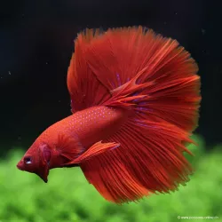 Kampffisch Mann Halfmoon Red - Betta Splendens