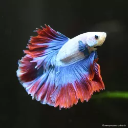 Kampffisch Mann Halfmoon Thai Flag - Betta Splendens
