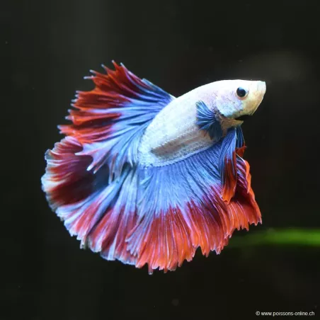 Betta Mâle Halfmoon Thai Flag - Betta Splendens