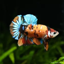 Kampffisch Mann Plakat Galaxy Koï - Betta Splendens