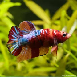 Betta Mâle Plakat Galaxy Koï - Betta Splendens