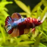 Kampffisch Mann Plakat Galaxy Koï - Betta Splendens