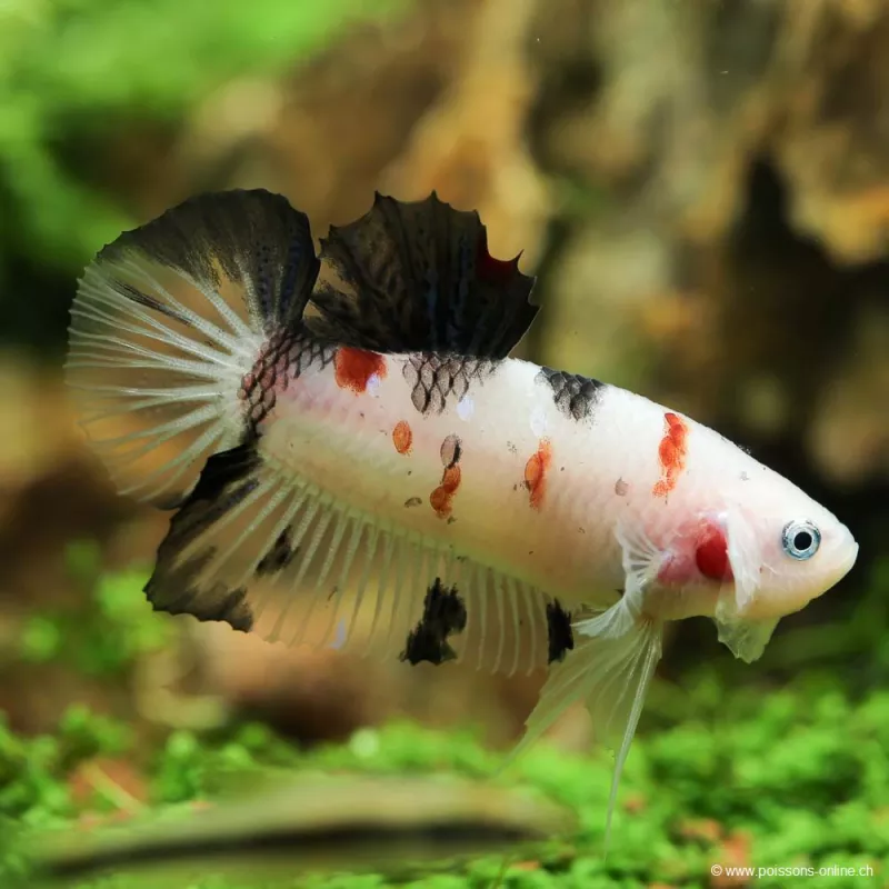 Kampffisch Mann Plakat Koi - Betta Splendens