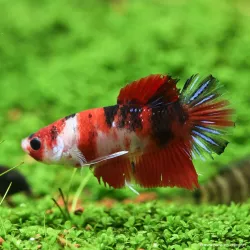 Kampffisch Mann Plakat Koi - Betta Splendens