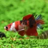 Betta Mâle Plakat Koi - Betta Splendens