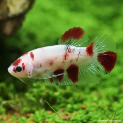 Kampffisch Mann Plakat Koi - Betta Splendens