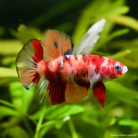 Betta Mâle Plakat Nemo Koï - Betta Splendens