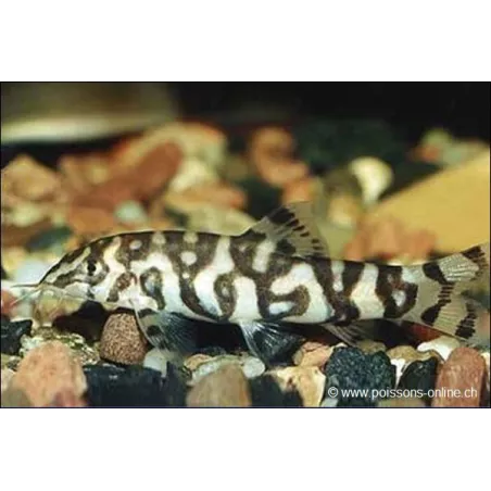 Botia Du Pakistan - Botia Lohachata