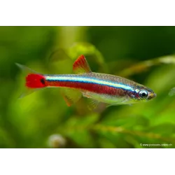 Cardinale - Tanichthys Albonubes
