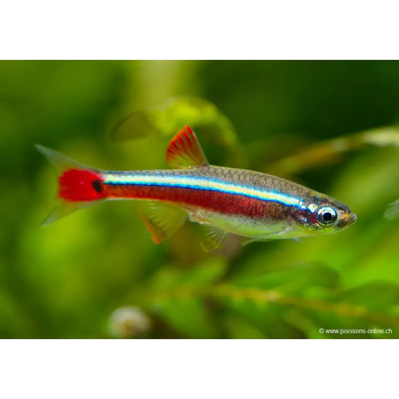 Cardinale - Tanichthys Albonubes