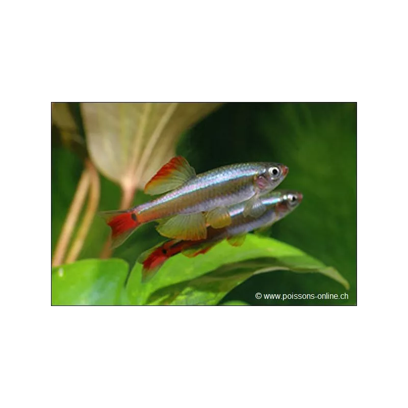 Cardinal Voilé - Tanichthys Albonubes Voile