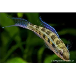 Gabelschwanz-Schachbrettcichlide - Dicrossus Filamentosus