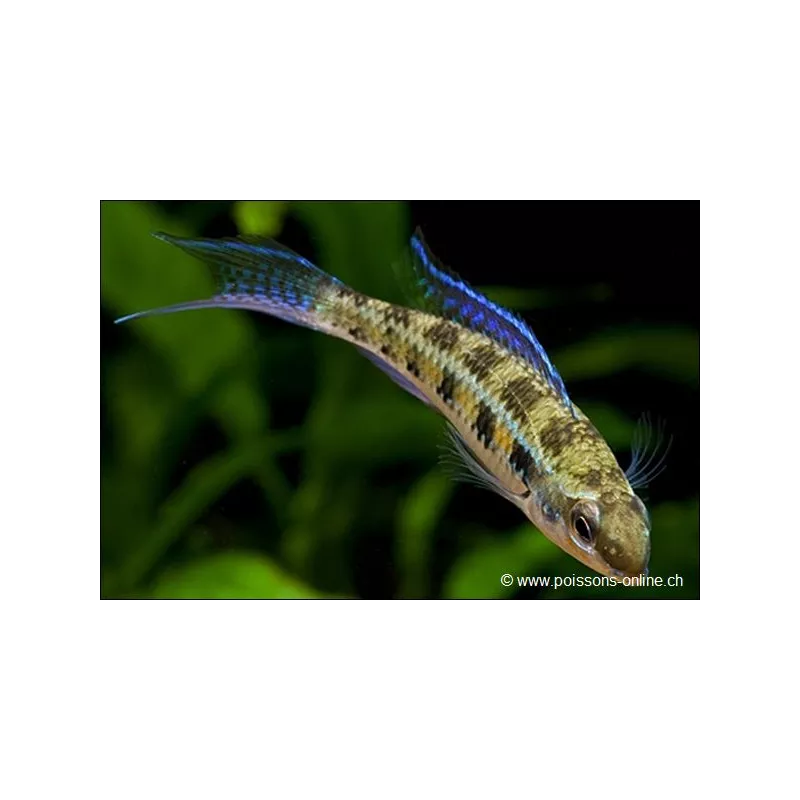 Gabelschwanz-Schachbrettcichlide - Dicrossus Filamentosus