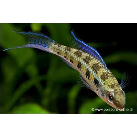 Gabelschwanz-Schachbrettcichlide - Dicrossus Filamentosus