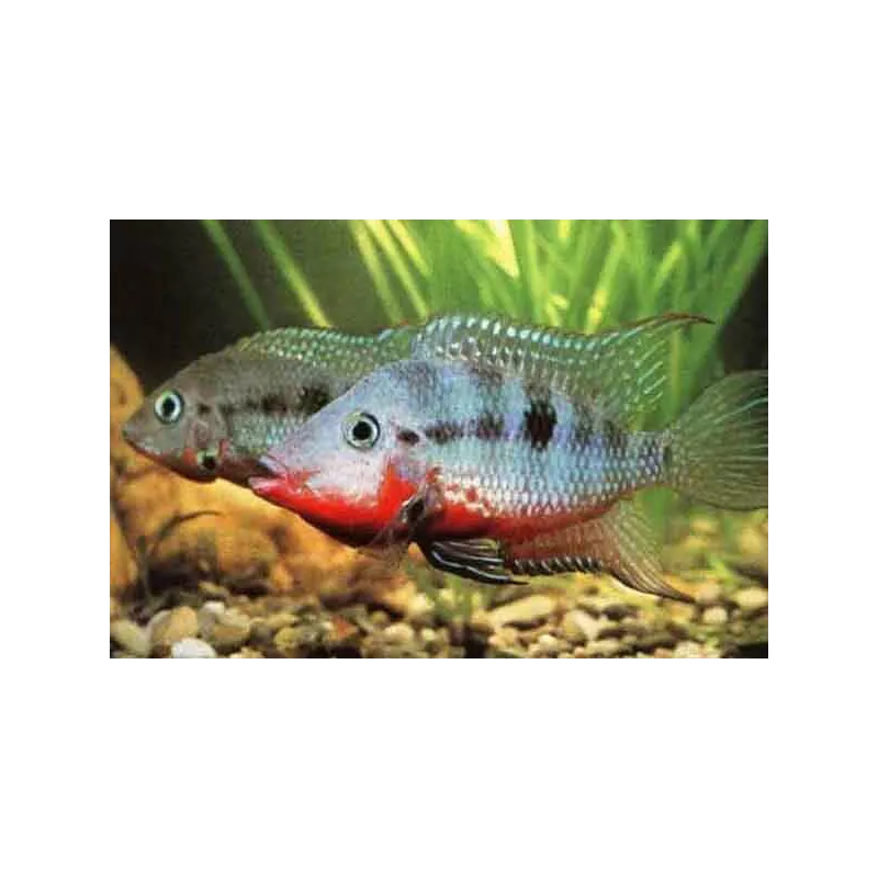 Feuerbrustbuntbarsch - Cichlasoma Meeki