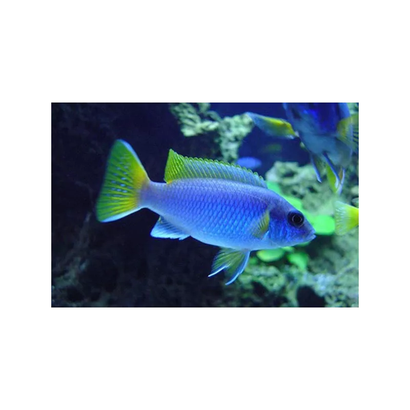 Ciclide Con Pinne Gialle - Pseudotropheus Sp. Acei