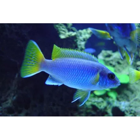 Pseudotropheus Sp. Acei - Pseudotropheus Sp. Acei