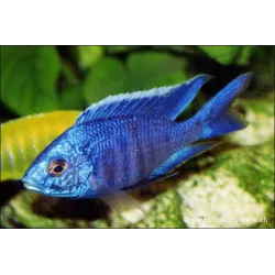 Cichlidé Bleu Azure - Copadichromis Azureus
