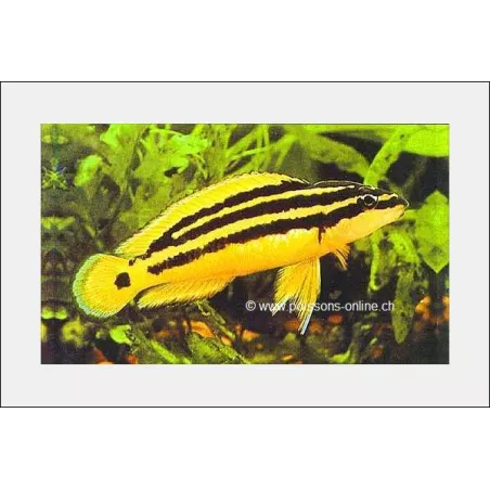 Cichlidé Bretteur - Julidochromis Ornatus