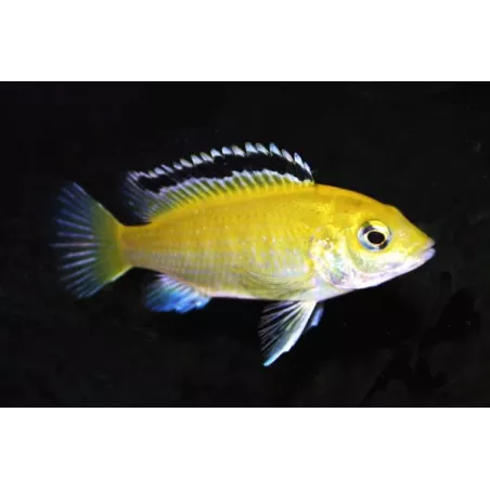 Cichlid Limone - Labidochromis Caeruleus Sp. Yellow