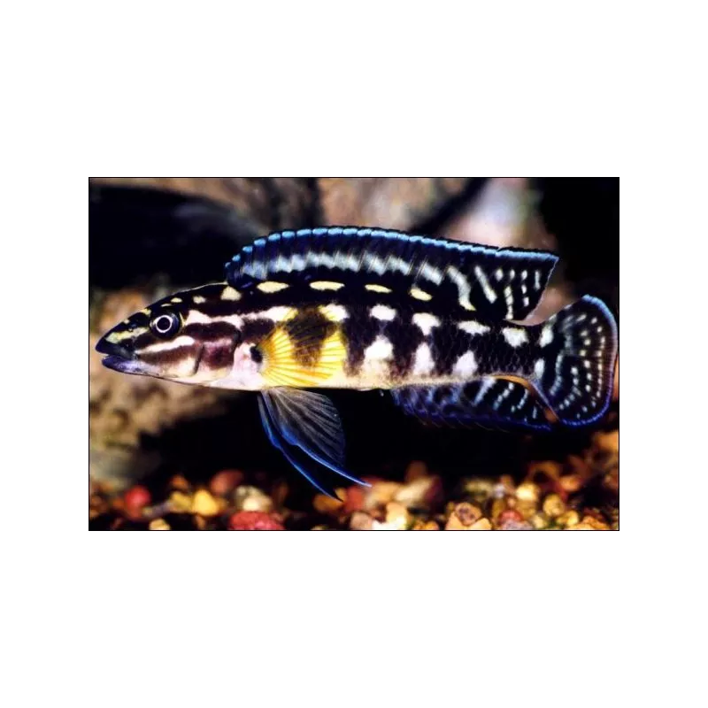 Cichlide Damier - Julidochromis Marlieri