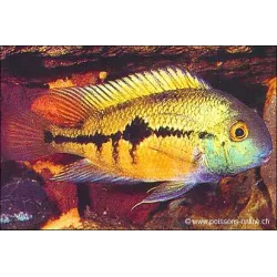 Cichlidé De Nicaragua - Cichlasoma Nicaraguense