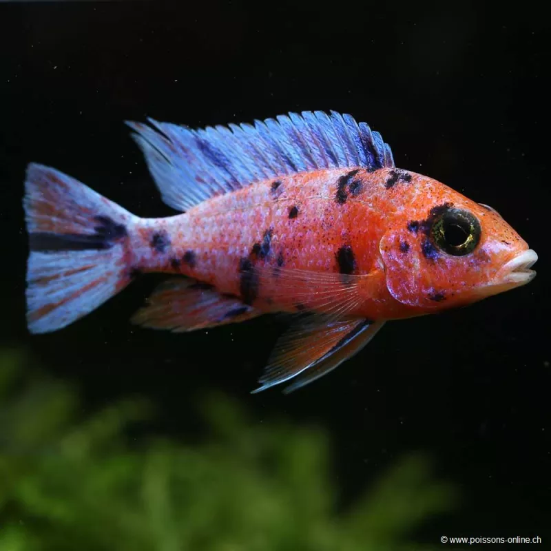 Cichlide Du Lac Malawi Marbled - Aulonocara "Ob"