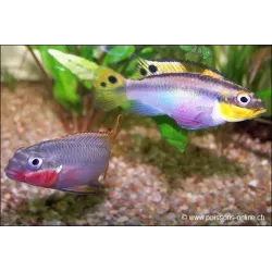 Cichlid Di Smeraldo Rosso - Pelvicachromis Taeniatus Nigeria Red
