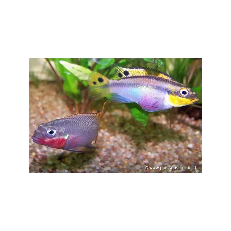 Cichlidé Émeraude Rouge - Pelvicachromis Taeniatus Nigeria Red