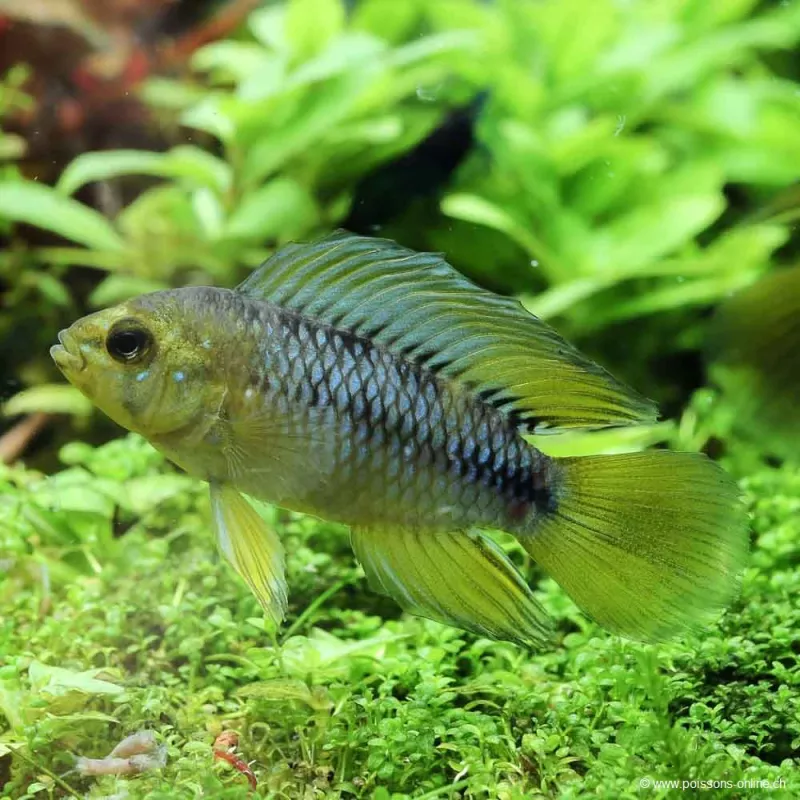 Borellis Zwergbuntbarsch - Apistogramma Borellii