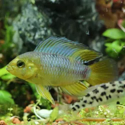 Cichlidé Nain - Apistogramma Borellii