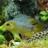 Cichlid Nano - Apistogramma Borellii