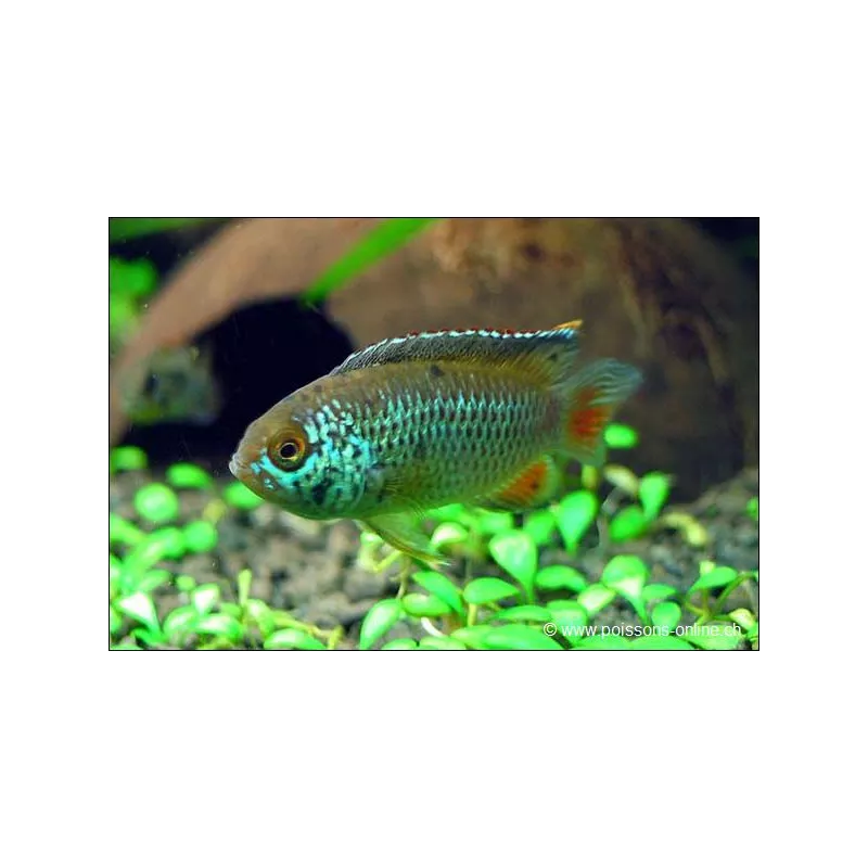 Brilliant Dwarf Cichlid - Nannacara Anomala
