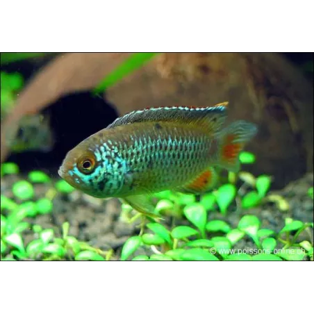 Brilliant Dwarf Cichlid - Nannacara Anomala