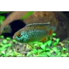 Brilliant Dwarf Cichlid - Nannacara Anomala