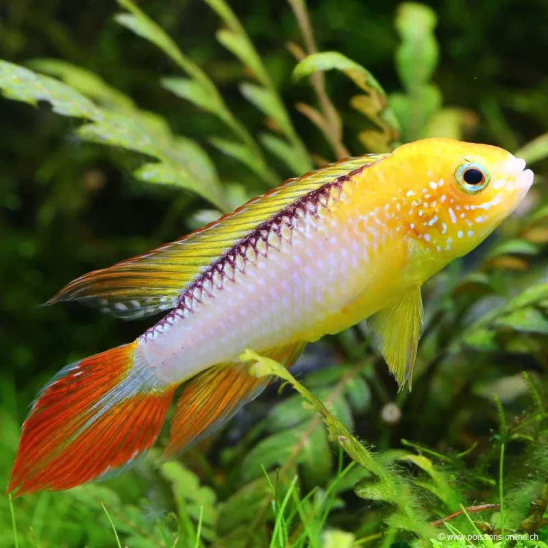 Feuer Rot Agassiz Zwergbuntbarsch - Apistogramma Agassizi Fire Red